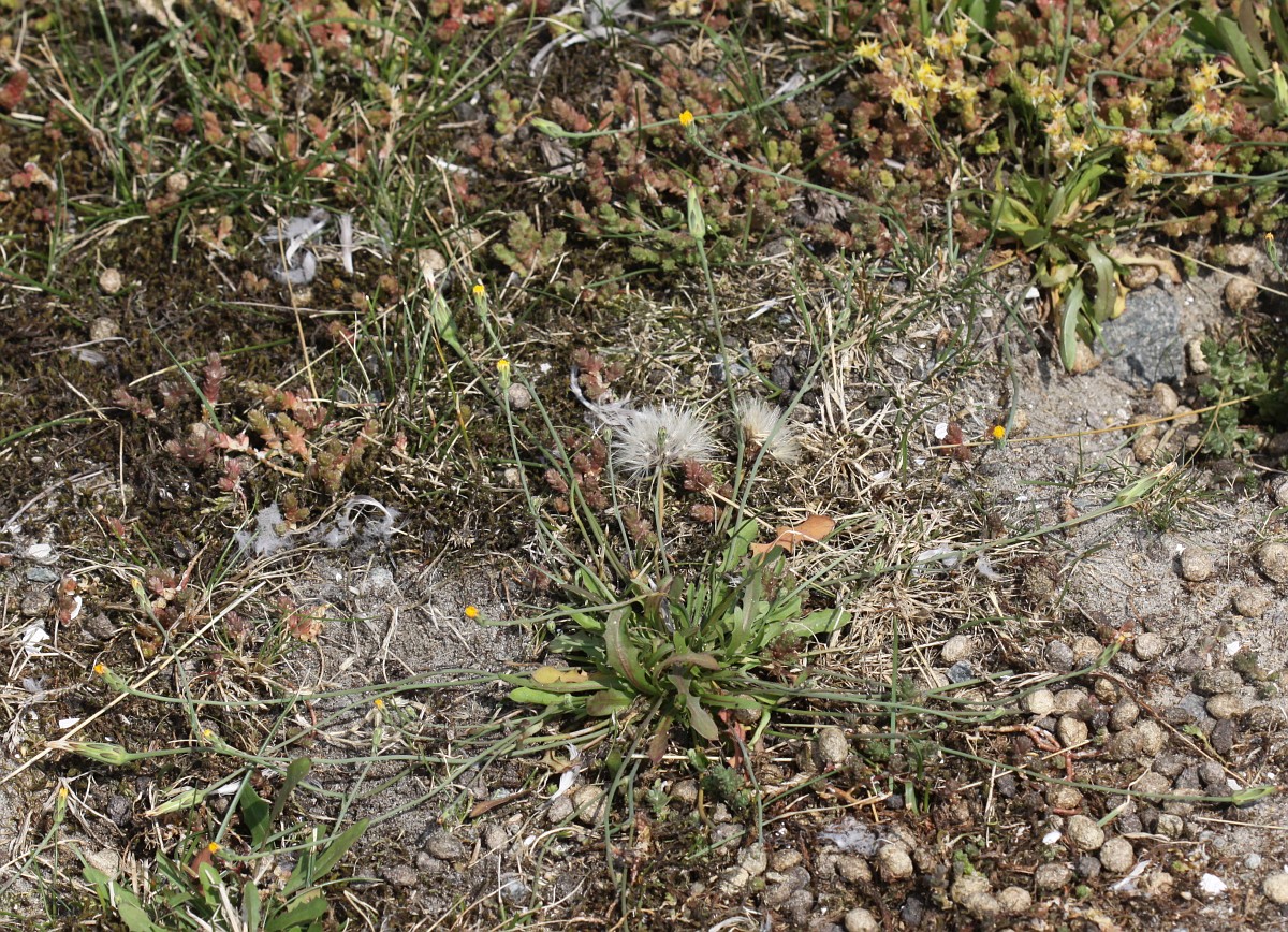 Hypochaeris glabra, Smooth Catsear